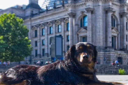 Ein Hund während der Sitzungswoche im Regierungsviertel am Rrichstagufer in Berlin. Im Hintergrund der Reistag.