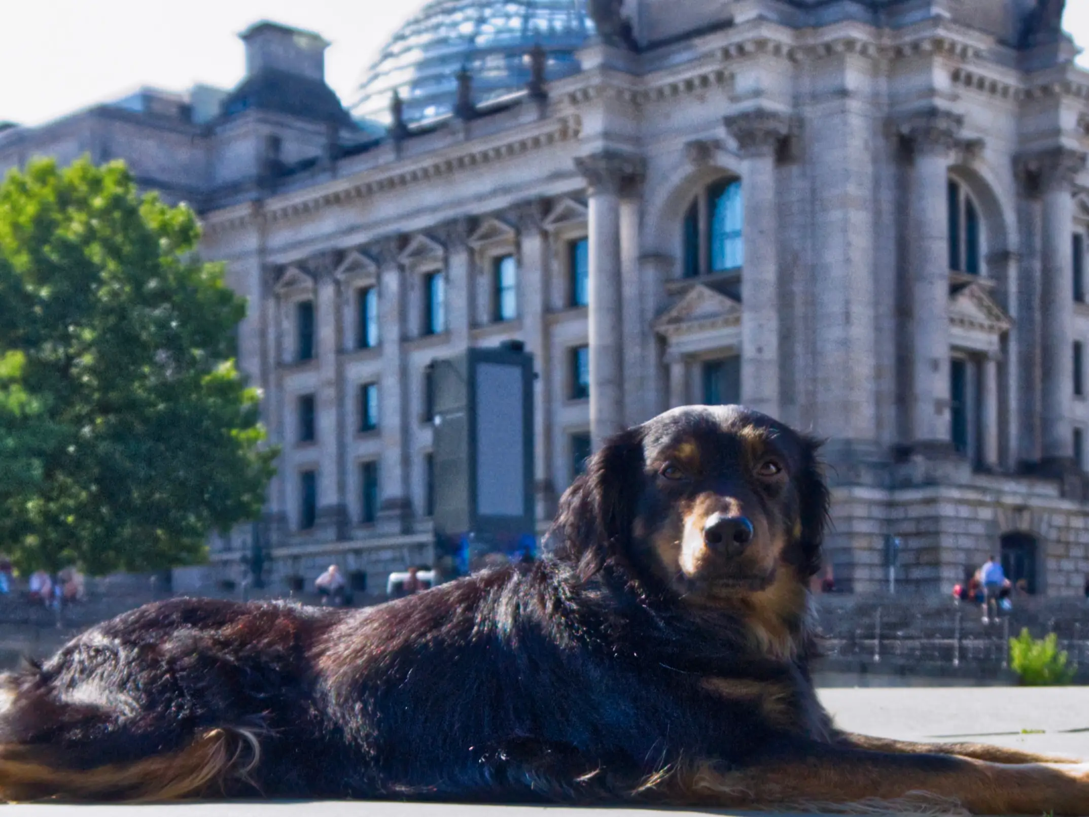 Ein Hund während der Sitzungswoche im Regierungsviertel am Rrichstagufer in Berlin. Im Hintergrund der Reistag.